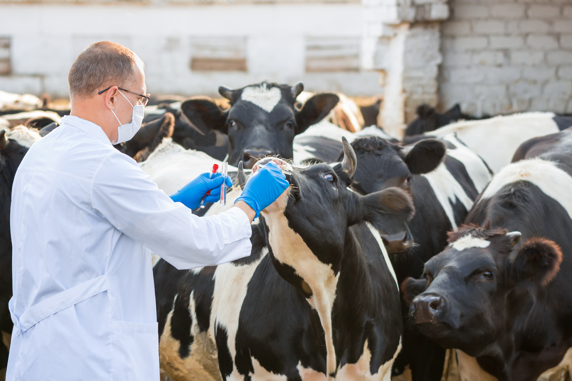 Affidamento dei servizi di abbattimento, trasporto e smaltimento carcasse dei capi di bestiame colpiti da malattie infettive
