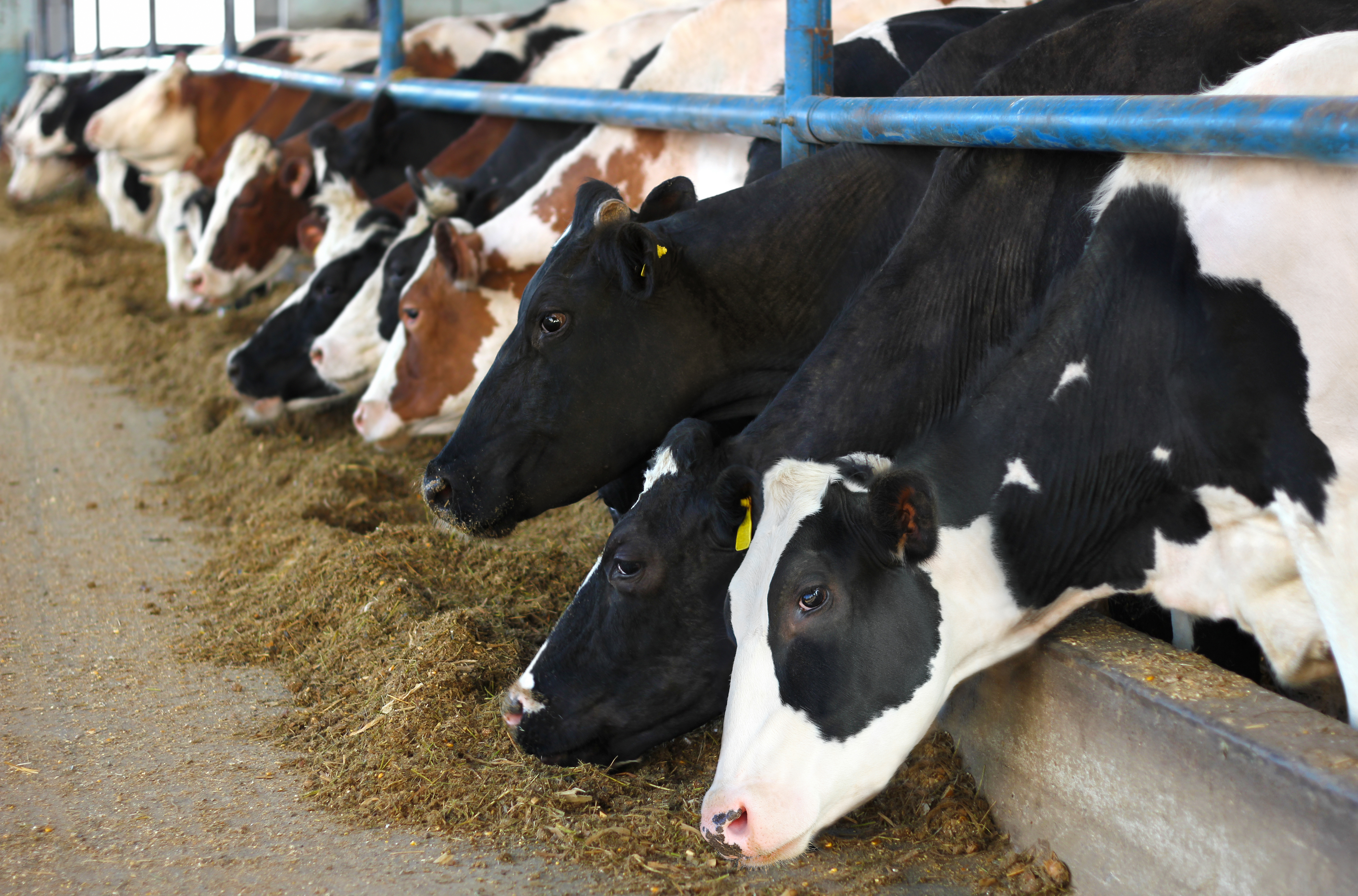 coordinamento provinciale della bonifica sanitaria del bestiame