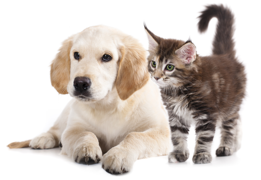 certificazione di espatrio per cani gatti e furetti
