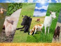Benessere veterinario