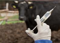 FARMACO VETERINARIO